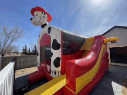 IMG 3133 1649389950 #56 Dalmatian 5 in 1